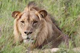 Kruger lion safari  by Derek Keats