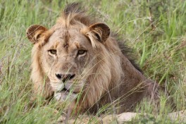 Kruger Lion  by Derek Keats