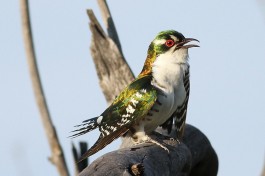 Diederik Cuckoo, Pilanesberg  by Derek Keats