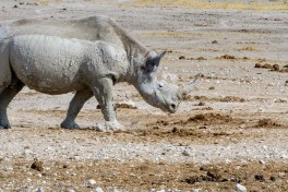 Etosha rhino  by dconvertini