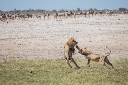 Etosha lions  by s9-4pr