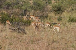 Impala in Pilanesberg  by Matt Kieffer