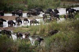 Buffalo in Kruger Park  by Flowcomm