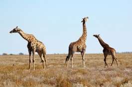 Etosha giraffes  by Heribert Bechen