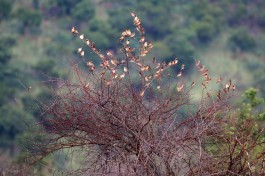 Bird Bush  by Flowcomm