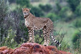 Cheetah in Pilanesberg  by Flowcomm