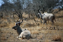 Kudu in Kruger  by Flowcomm