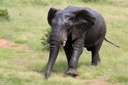 Elephant in Pilanesberg  by Flowcomm