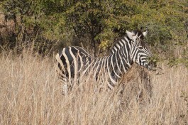 Zebra in Pilanesberg  by Matt Kieffer