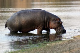 Hippo in Kruger Park  by Flowcomm