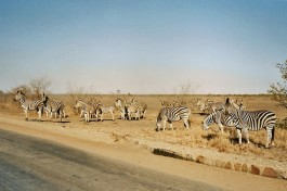 Zebra Crossing, Kruger  by Gareth Williams