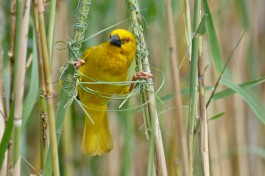 Yellow Weaver Bird, St Lucia  by Bernard DUPont