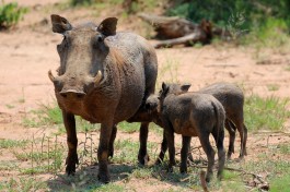 Warthog Family  by Flowcomm