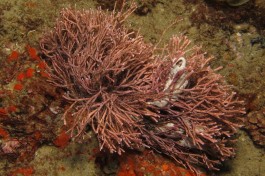 Geniculate Coralline Alga, Ponta do Ouro  by Derek Keats