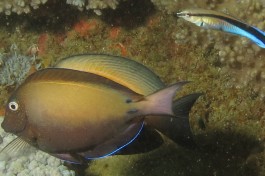 Brown Surgeonfish, Ponta do Ouro  by Derek Keats