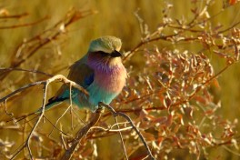 Lilac-Breasted Roller in Bwabwata  by Tee La Rosa