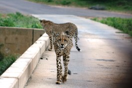 Cheetahs in Kruger Park  by Abspires