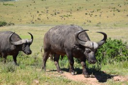 Addo buffaloes  by Mig Gilbert