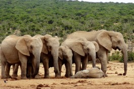 Addo elephants  by Werner Bayer