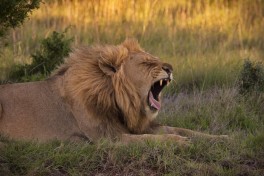 Addo lion safari  by Frank Martens