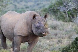 Addo rhino safari  by leyla.a