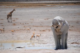 Elephant in Etosha 