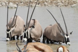 Etosha game drive 