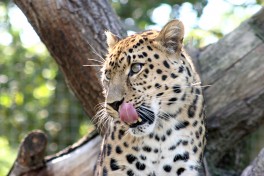 Etosha leopard 