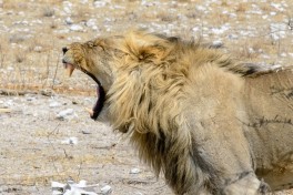 Etosha lion  by dconvertini