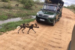 Wildlife viewing vehicle 