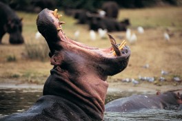 Kruger Hippo 