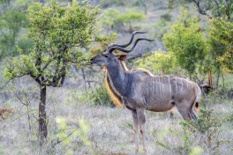 Kruger wildlife kudu 