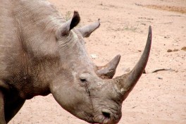 Mkhuze rhino safari  by U.S. Fish and Wildlife Service