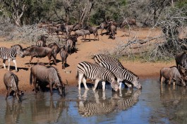 Mkhuze South Africa game drive  by Vince Smith