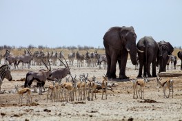 Etosha waterhole 