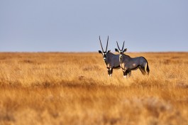 Etosha gemsbok 