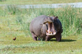 Hippo in Moremi  by Michael Jansen