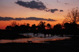 Moremi at Sunset  by Charles Sharp