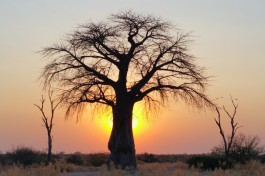 Baobob Tree  by Gregory 'Slobirdr' Smith