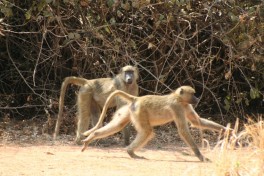 Baboons, Lower Zambezi National Park  by Paul Kane