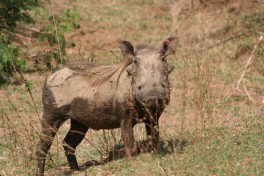 Warthog, Lower Zambezi National Park  by Paul Kane