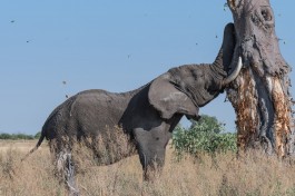 Elephant in Moremi  by Michael Jansen