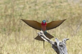 Southern Carmine Bee-Eater  by Gregory 'Slobirdr' Smith