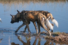 Wild Dogs in Moremi  by Alessandro