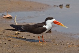 African Skimmer  by Robert Muckley