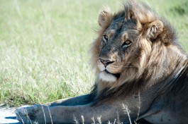 Lion in Moremi  by Tomas Forgac