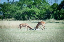 Springbok  by Tomas Forgac